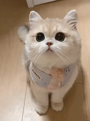 Питомец для мытья посуды