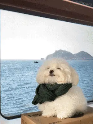 Pet 3D