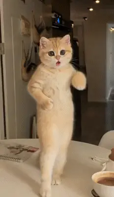 Twerk