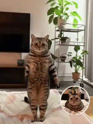Cão Kung Fu